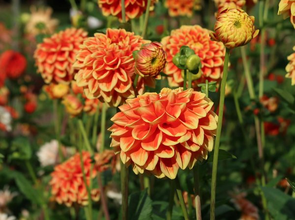 Welche Schritte sind beim Hausbau zu beachten?